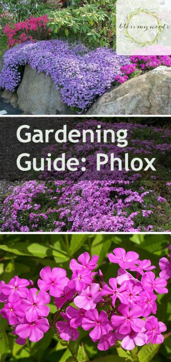 Gardening Guide: Phlox - Bless My Weeds| Flower Garden Ideas, Flower Garden, Gardening Ideas, Flower Gardening, Phlox, Phlox Plant Care, Garden Ideas