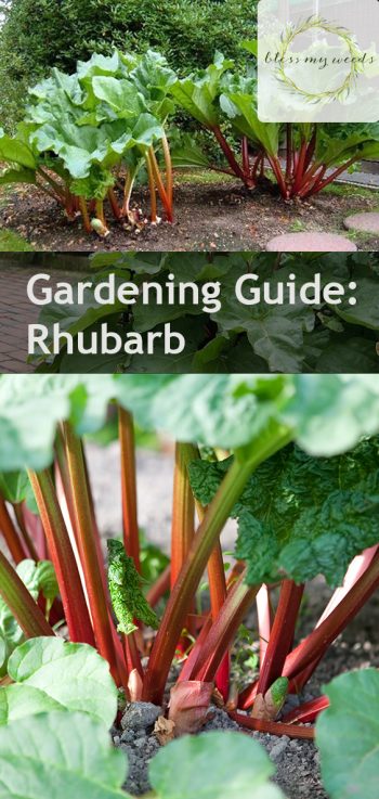 Gardening Guide: Rhubarb - Bless My Weeds | Growing Rhubarb, Growing Rhubarb Plants, Vegetable Gardening, Vegetable Gardening for Beginners, Gardening, Gardening Ideas, Gardening Tips Garden Ideas