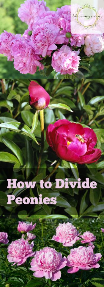 How to Divide Peonies - Bless My Weeds| Garden, Gardening, Gardening for Beginners, Peonies, Peonies Garden, Peony Garden, Caring for Peonies , Peonies how to Grow, Peonies Care Tips #PeonyGarden #PeoniesHowtoGrow #Gardening #FlowerGardening #FlowerGardeningforBeginners 