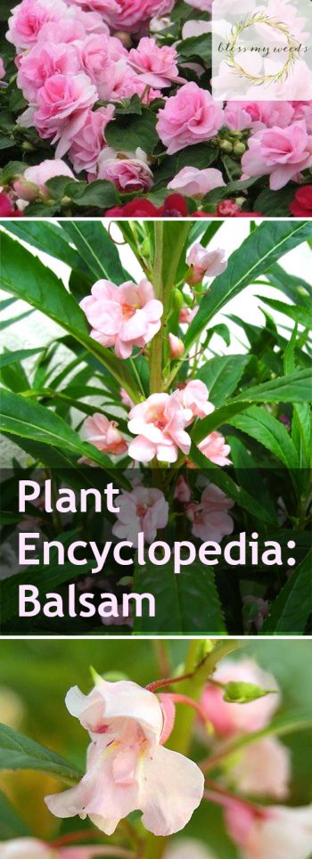 Plant Encyclopedia: Balsam - Bless My Weeds| Gardening, Gardening for Beginners, Garden, Garden Ideas, Flower Garden Ideas, Flower Garden, Flower Gardening, Gardening for Beginners Flowers #FlowerGardenIdeas #FlowerGardening #GardeningforBeginners #GardenIdeas