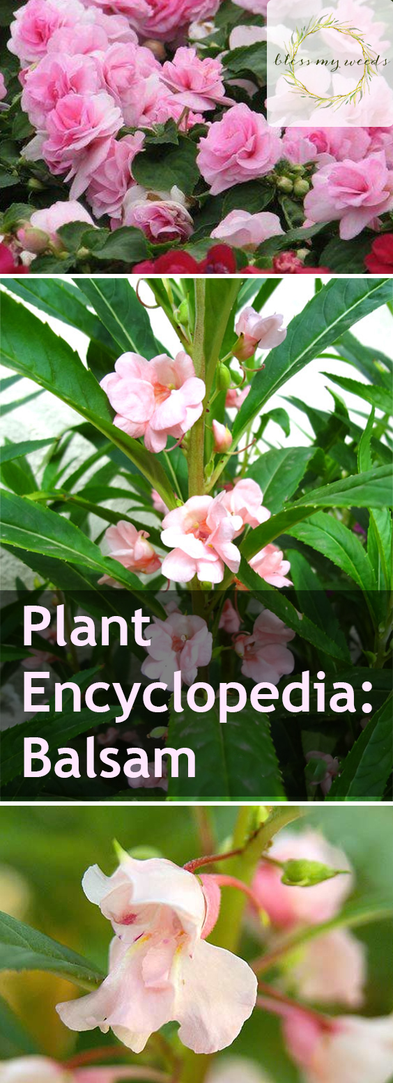 Plant Encyclopedia: Balsam ~ Bless My Weeds