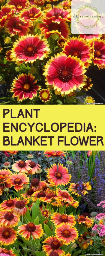 Plant Encyclopedia: Blanket Flower - Bless My Weeds| Garden Ideas, Gardening Ideas, Gardening for Beginners, Flower Garden, Flower Gardening, Flower Gardening for Beginners