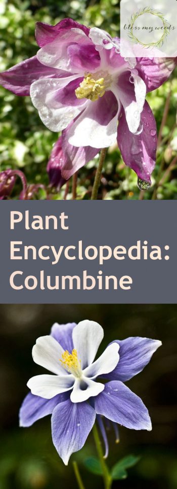 Plant Encyclopedia: Columbine - Bless My Weeds| Garden Ideas, Flower Gardening, Flower Gardening for Beginners, Gardening Ideas, Gardening for Beginners