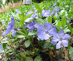 Plant Encyclopedia: Periwinkle - Bless My Weeds| Flower Gardening, Flower Gardening for Beginners, Gardening Ideas, Flower Gardening Ideas, Garden Ideas 