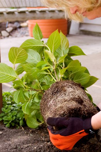 How to Care for Hydrangeas - Bless My Weeds| Hydrangea Care, Garden Ideas, Flower Garden Ideas, Flower Garden, Garden Ideas, Flower, Plant Care 