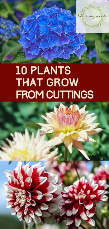 10 Plants That Grow From Cuttings - Bless My Weeds| Gardening, Garden, Propagating Plants, Propagating Succulents, Propagating Aloe Vera, Garden Ideas, Gardening, Gardening Ideas