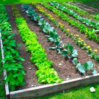 10 Vegetable Gardening Hacks Beginners NEED to Know - Bless My Weeds| Vegetable Gardening, Vegetable Gardening Tips for Beginners, Gardening Tips, Garden Ideas, Gardening Ideas, Gardening for Beginners