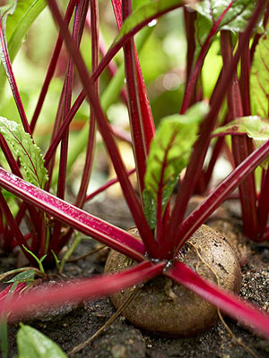 Gardening Guide: Beets | Growing Beets | Beets | Gardening | Growing Beets Tips and Tricks | Gardening Guide | Beets Gardening Guide