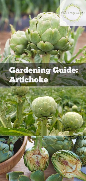 Gardening Guide: Artichoke - Bless My Weeds| Growing Artichoke, Artichoke, Garden Ideas, Vegetable Garden, Vegetable Gardening for Beginners, Gardening Tips, Gardening Tricks, Gardening Ideas