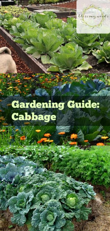 Gardening Guide: Cabbage - Bless My Weeds| Growing Cabbage, Cabbage, Vegetable Garden, Vegetable Gardening, Gardening, Gardening for Beginners, Vegetable Gardening for Beginners, Garden Ideas