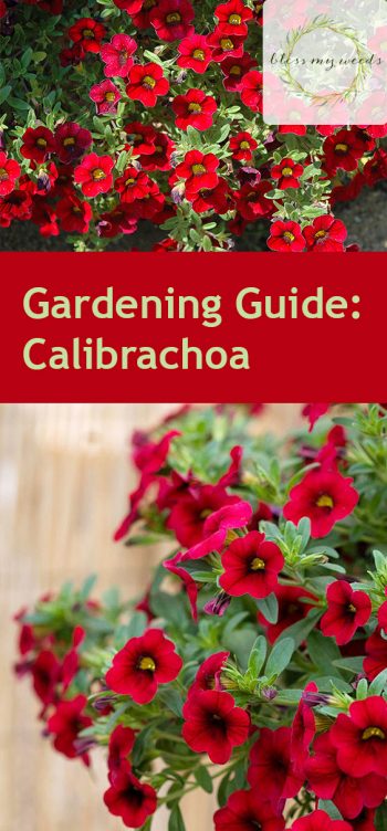Gardening Guide: Calibrachoa - Bless My Weeds | Growing Calibrachoa, Calibrachoa, Flower Gardening, Flower Garden Ideas, Gardening for Beginners, Gardening Ideas
