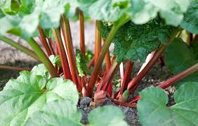 Gardening Guide: Rhubarb - Bless My Weeds | Growing Rhubarb, Growing Rhubarb Plants, Vegetable Gardening, Vegetable Gardening for Beginners, Gardening, Gardening Ideas, Gardening Tips Garden Ideas
