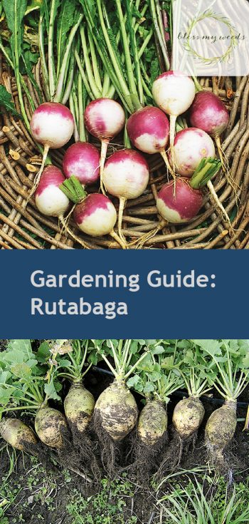 Gardening Guide: Rutabaga| Growing Rutabaga ,Rutabaga, Garden Ideas, Gardening Ideas, Vegetable Garden, Vegetable Gardening for Beginners, Vegetable Gardening Ideas 