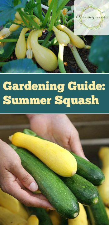 Gardening Guide: Summer Squash - Bless My Weeds | Growing Summer Squash, Vegetable Gardening, Vegetable Gardening for Beginners, Gardening, Gardening Tips, Gardening Ideas, Vegetable Garden