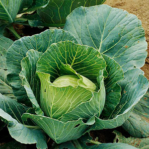 Gardening Guide: Cabbage - Bless My Weeds| Growing Cabbage, Cabbage, Vegetable Garden, Vegetable Gardening, Gardening, Gardening for Beginners, Vegetable Gardening for Beginners, Garden Ideas