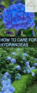 How to Care for Hydrangeas ~ Bless My Weeds