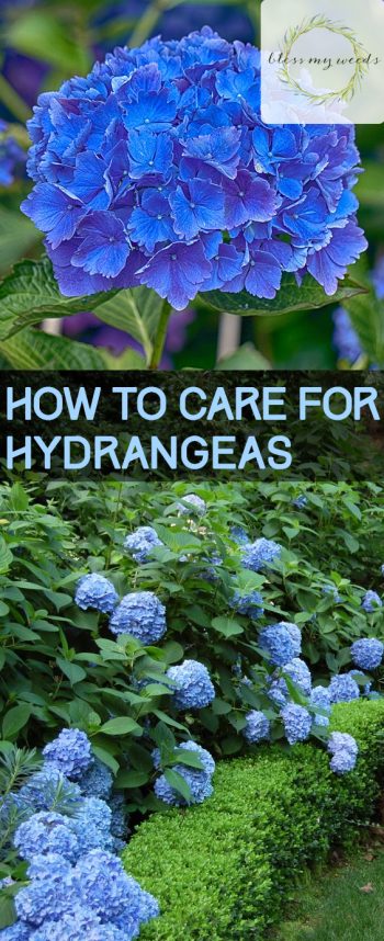 How to Care for Hydrangeas - Bless My Weeds| Hydrangea Care, Garden Ideas, Flower Garden Ideas, Flower Garden, Garden Ideas, Flower, Plant Care 