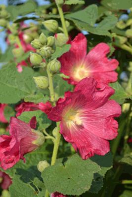 Delicious Ornamental Edibles - Bless My Weeds| Ornamental Edibles, Ornamental Edible Plants, Flower Garden Ideas, Gardening for Beginners, Garden Ideas, Edible Garden Ideas 