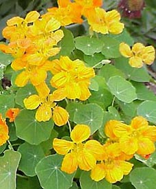 Delicious Ornamental Edibles - Bless My Weeds| Ornamental Edibles, Ornamental Edible Plants, Flower Garden Ideas, Gardening for Beginners, Garden Ideas, Edible Garden Ideas