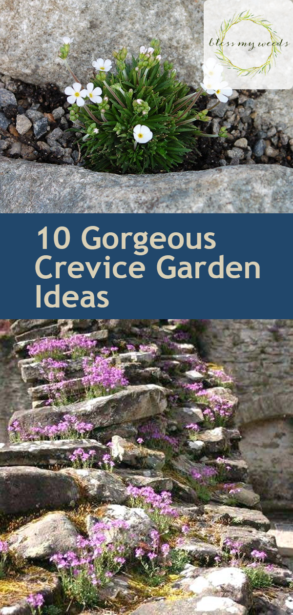 10 Crevice Garden Ideas Bless My Weeds