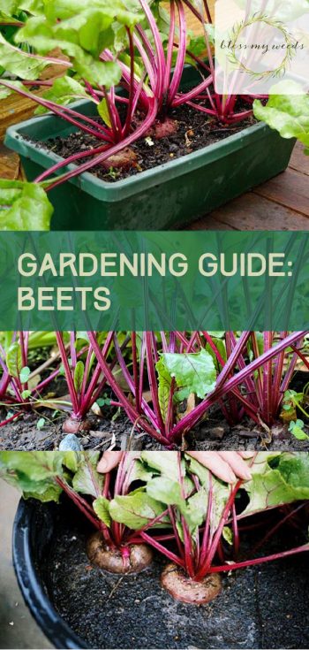 Gardening Guide: Beets | Growing Beets | Beets | Gardening | Growing Beets Tips and Tricks | Gardening Guide | Beets Gardening Guide