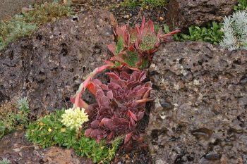 10 Gorgeous Crevice Garden Ideas | Crevice Garden Ideas | Crevice Garden | Gardening | DIY Garden Ideas | Gardening