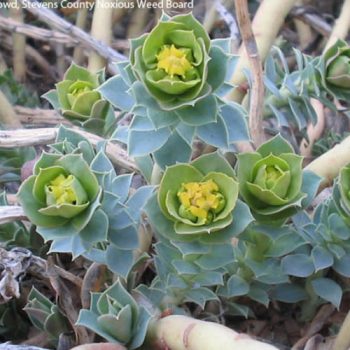 10 Gorgeous Crevice Garden Ideas | Crevice Garden Ideas | Crevice Garden | Gardening | DIY Garden Ideas | Gardening