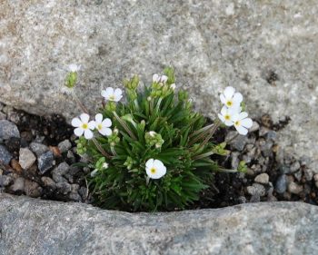 10 Gorgeous Crevice Garden Ideas | Crevice Garden Ideas | Crevice Garden | Gardening | DIY Garden Ideas | Gardening