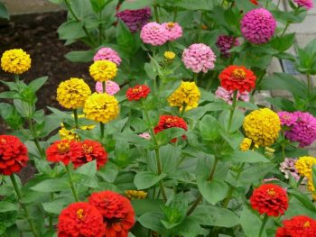 10 Long-Blooming Flowers For Summer | Long-Blooming Flowers | Summer Flowers | Summer Gardening | Garden | Flowers