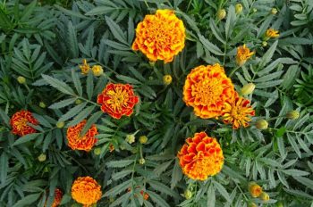 Natural Pest Control for the garden using marigolds. 