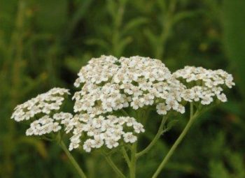 10 Long-Blooming Flowers For Summer | Long-Blooming Flowers | Summer Flowers | Summer Gardening | Garden | Flowers