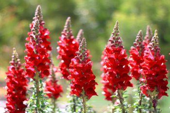 10 Long-Blooming Flowers For Summer | Long-Blooming Flowers | Summer Flowers | Summer Gardening | Garden | Flowers