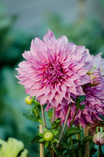 10 Long-Blooming Flowers For Summer | Long-Blooming Flowers | Summer Flowers | Summer Gardening | Garden | Flowers