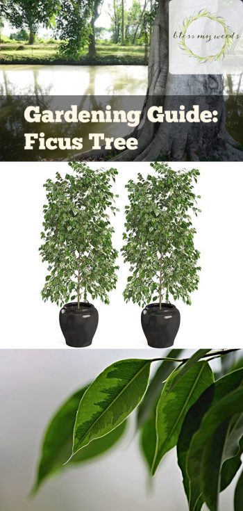 Gardening Guide: Ficus Tree | Ficus Tree | How to Care For Ficus Trees | Tips and Tricks For Caring for Ficus Trees