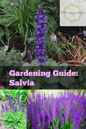 Gardening Guide: Salvia ~ Bless My Weeds