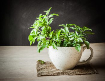 Common Herbs List & Their Benefits | Common Herbs | Benefits of Common Herbs | Herbs and Their Benefits | Herbs 