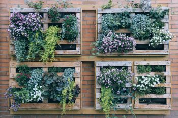 No Yard, No Problem….Apartment Gardening | Apartment Gardening | How to: Apartment Gardening | Gardening | Apartment Life | Apartment Tips and Tricks