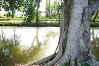 Gardening Guide: Ficus Tree | Ficus Tree | How to Care For Ficus Trees | Tips and Tricks For Caring for Ficus Trees