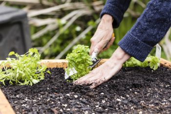 DIY raised garden beds