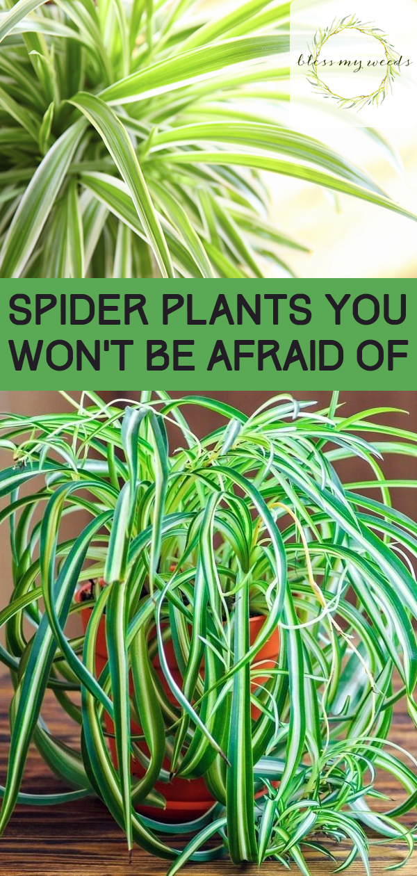 Spider Plants You Won't Be Afraid Of ~ Bless My Weeds