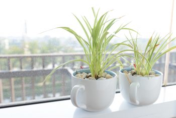 Spider Plants You Won’t Be Afraid Of | Spider Plants | Spider Plants for Your Home | Plant Decor