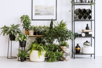 Indoor Plant Stands for Any Decor - Bless My Weeds | Indoor Plant Stands | DIY Indoor Plant Stands | Plant Decor | Plant Stands For Your Home 