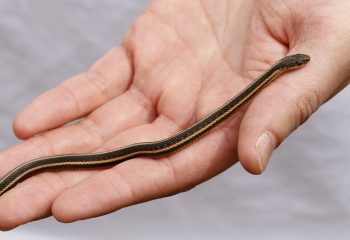 garden snakes, garter snakes, how to deal with garden snakes, about garden snakes, about garter snakes