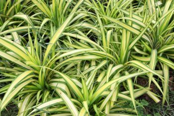 Spider Plants You Won’t Be Afraid Of | Spider Plants | Spider Plants for Your Home | Plant Decor