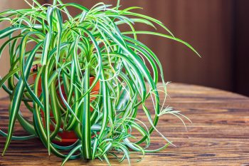 Houseplants that are Easy to Grow | Easy to Grow Plants | Houseplants | How to Grow Houseplants | Tips and Tricks for Housplants | Plant Care Tips and Tricks 