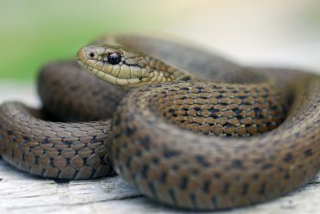 Garden Snakes: Shedding Myths About the Garter Snake ...