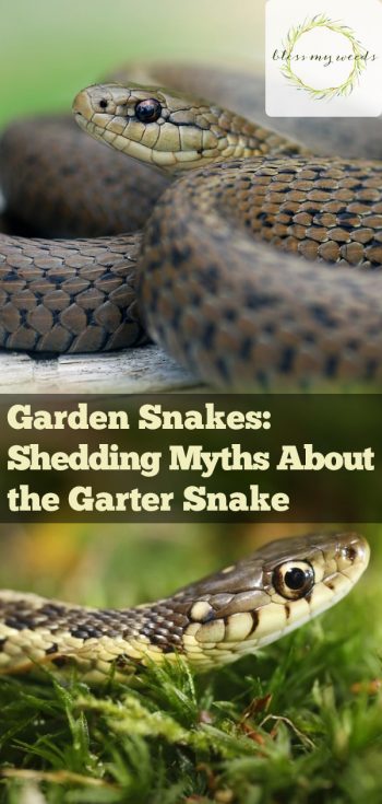 Garden Snakes Shedding Myths About The Garter Snake Bless My Weeds