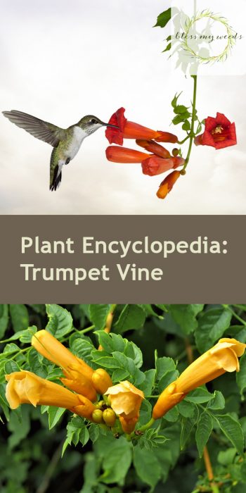 Trumpet Vine | How to Care for Trumpet Vines | Trumpet Vine Care Tips and Tricks | DIY Care for Trumpet Vines | Plant Encyclopedia: Trumpet Vine | Garden | Yard | Landscape