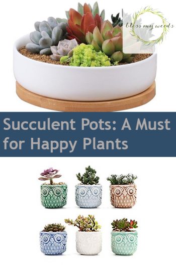 Succulent Pots | Succulent Pots for Happy Plants | Succulent Care Tips and Tricks | Caring for Succulents | Succulents