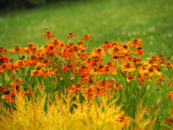 Fall Flowers | Fall Gardening Ideas | Mums for Your Fall Garden | DIY Fall Gardening | Fall Flowers for Your Fall Garden | Garden 